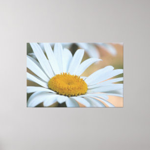 Lienzo Daisy grande sobre tamaño