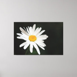 Lienzo Daisy simple sobredimensionado