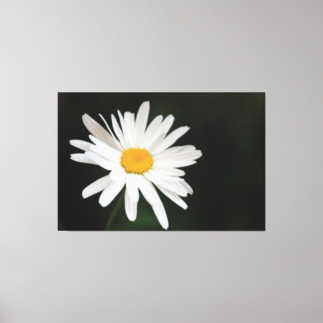 Lienzo Daisy simple sobredimensionado (Anverso)