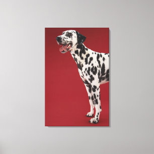 Lienzo Dalmatian
