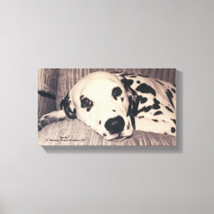 Lienzo Dalmatian en un sofá — Sparkler
