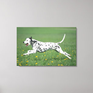 Lienzo Dalmatian Running