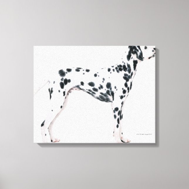 Lienzo Dalmatiano 2 (Anverso)