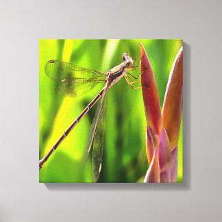 Lienzo Damselfly Balanceado En Cabeza De Flor