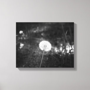 Lienzo Dandelion blanco y negro en los bosques 11x14