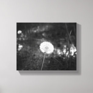 Lienzo Dandelion blanco y negro en los bosques 8x10