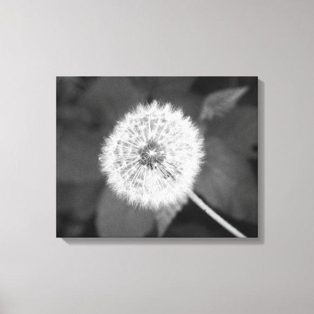 Lienzo Dandelion blanco y negro frente a hojas 16x20 (Anverso)