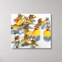 Lienzo Danzante Dama Amarillo Oncidium Orchids