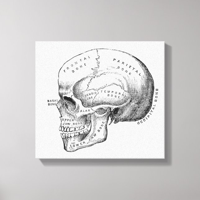 Lienzo Dark Academia Skull Canvas Art (Anverso)