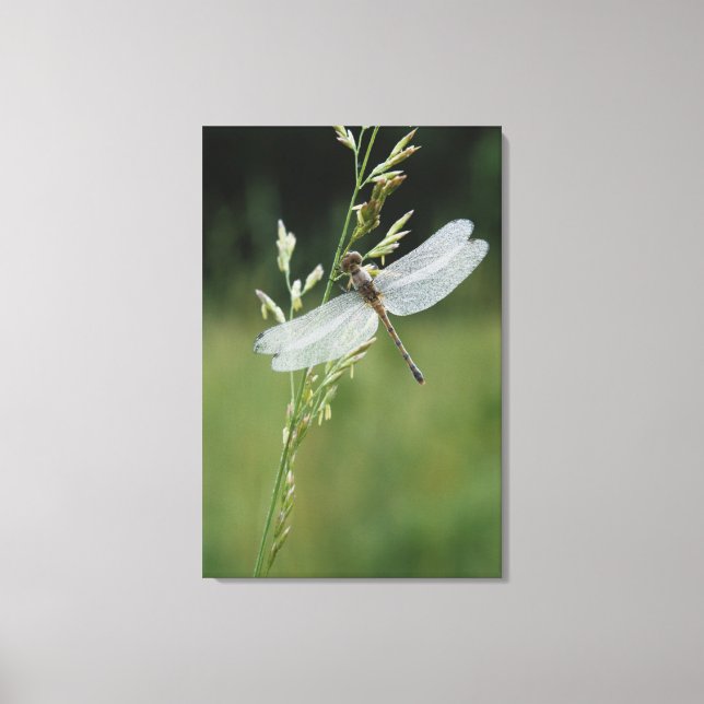 Lienzo Darner Dragonfly cubierto por Dew (Anverso)