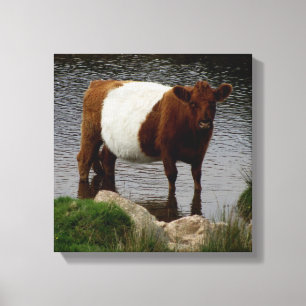 Lienzo Dartmoor Belló a vaca Galloway parada en el río