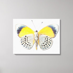 Lienzo Davisi de Calithea