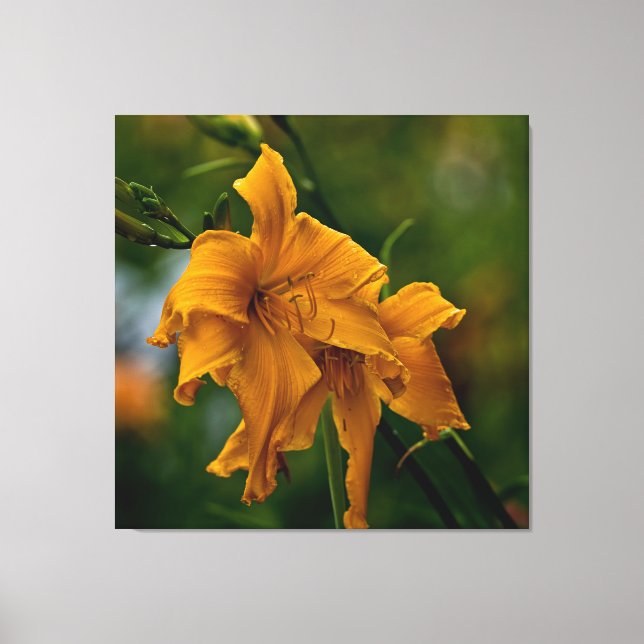 Lienzo Daylily "Jersey Spider" (Anverso)