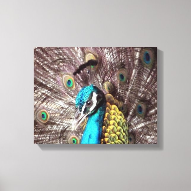 lienzo de cara de pavo real (Anverso)