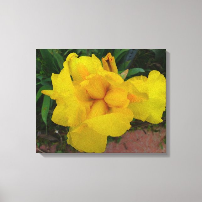 Lienzo de flor de iris amarillo (Anverso)