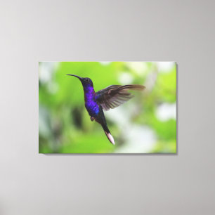 Lienzo de foto de colibrí sableador violeta púrpur