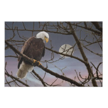 Águila calva bajo la luna llena