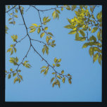 Lienzo De Imitación beautiful branch with green and yellow leaves hug<br><div class="desc">beautiful branch with green and yellow leaves hugging a clear blue sky . a great design fitting for artists and nature lovers who adore the sight of a beautiful blue sky hugging green and yellow plants and trees. it can also be given as a gift during happy occasions to your...</div>