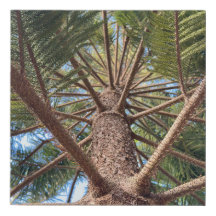 Buscando un tronco de árbol