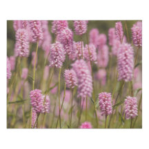 Canto Pink Meadow