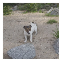 Capo von Oppenheim Jack Russell Terrier, Perro