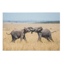 Elefantes Luchando En La Sabana Africana Del Seren
