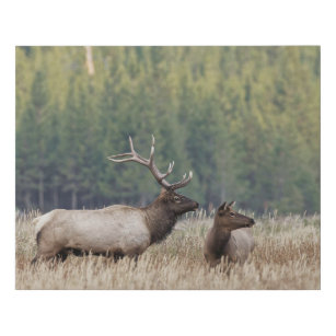 Lienzo De Imitación Elk de toro en Meadow   Parque nacional Yellowston