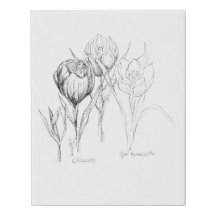 Flores de primavera-Crocus