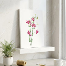 Flores Vintage - Centaurium por Mary Vaux Walcott