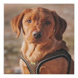 Lienzo De Imitación Foto personalizada de Personalizado de perro Masco