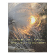 milkweed en sol en lona