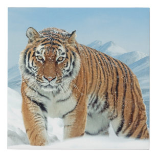 Lienzo De Imitación Montañas de Nieve Tigre Naturaleza de Invierno Fot