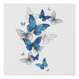 Lienzo De Imitación Morfo de las mariposas voladoras azules