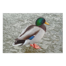 Pato Silvestre Ánade Real de Pie en Lago Congelado
