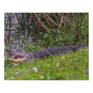 Lienzo De Imitación Relajación de lagartos en Florida