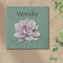 Suculento botánico de Wonder Sage Green