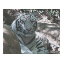tigre blanco
