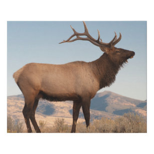 Lienzo De Imitación Toro Elk Cerca De Mammoth   Wyoming