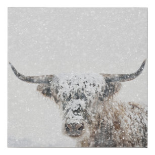 Lienzo De Imitación Vaca Highland En Nieve De Invierno