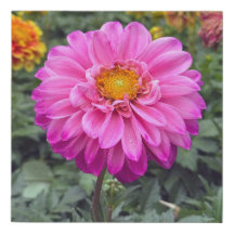 Verano de Dahlia 2025