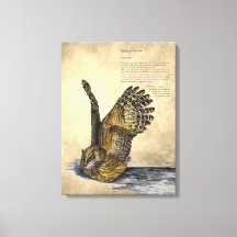 Lienzo de impresión de búho en peligro de extinció