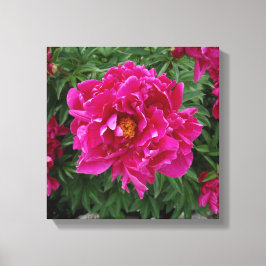 Lienzo de impresión de fotografías de Peony