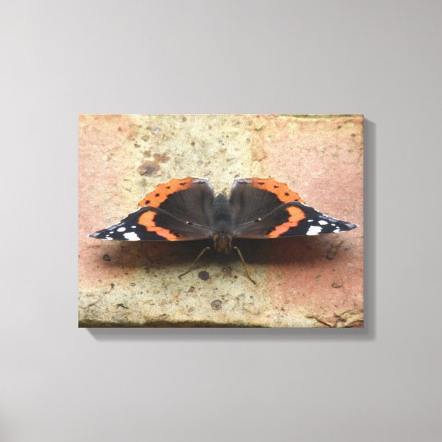 Lienzo de Mariposa Almirante Rojo (Anverso)