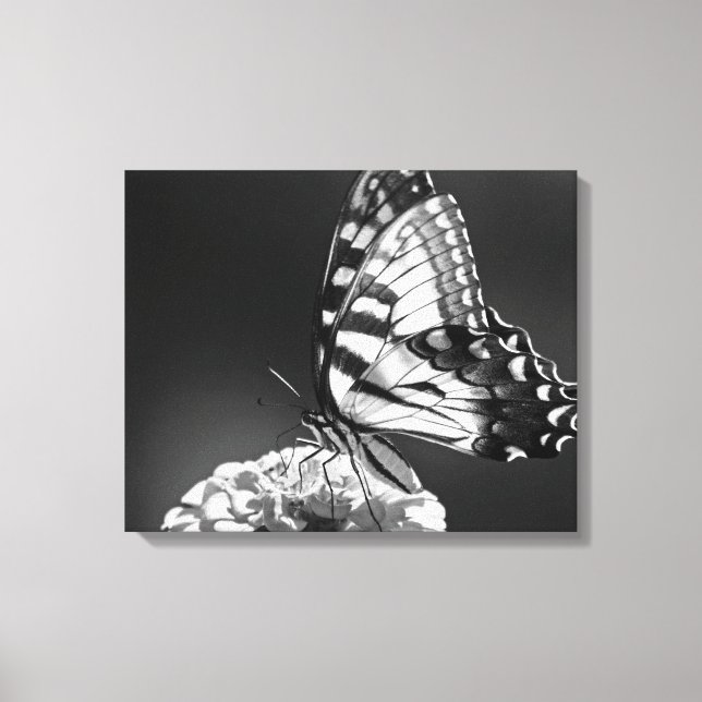 Lienzo de mariposa blanco y negro (Anverso)