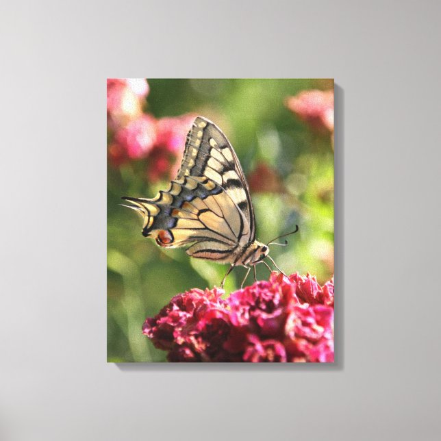 Lienzo de mariposa de cola amarilla (Anverso)