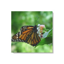 Lienzo de mariposa monarca flotante