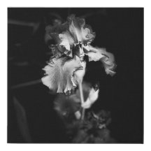 Lienzo de pared de iris blanco y negro realista