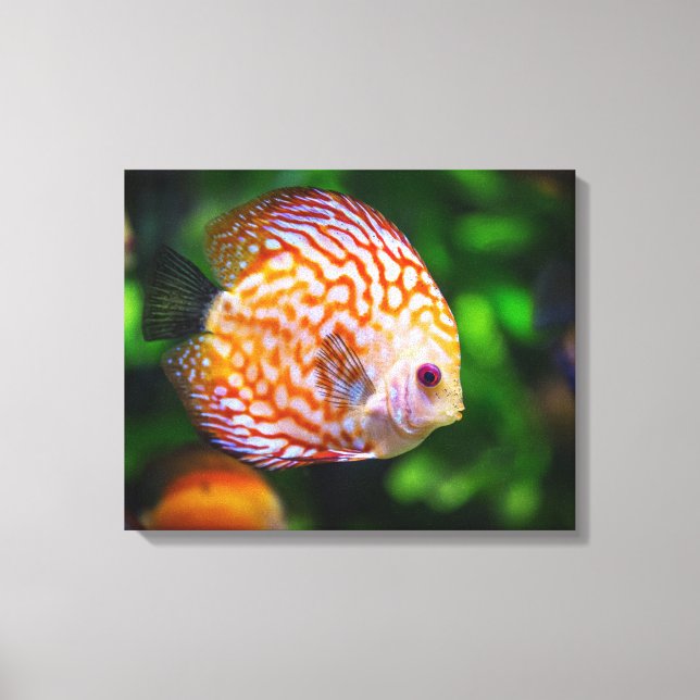 Lienzo de peces Discus (Anverso)