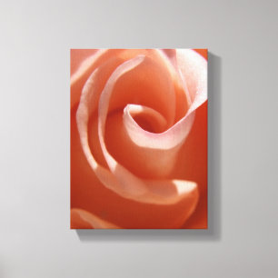 Lienzo de Rosa de color