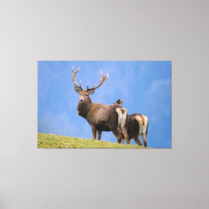 Lienzo Deer